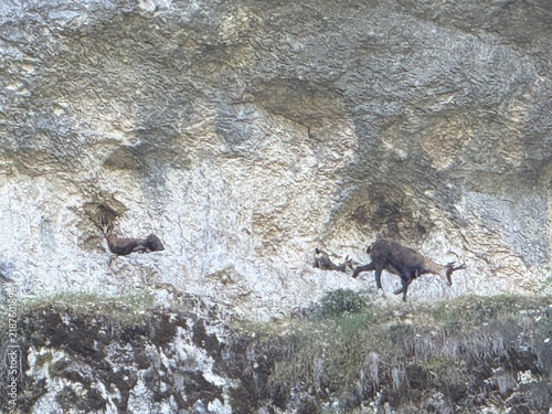 Foto Source de la Loue Chamois