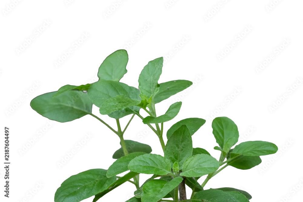 Fototapeta premium Fresh green holy basil herb leaves branch isolated on white background