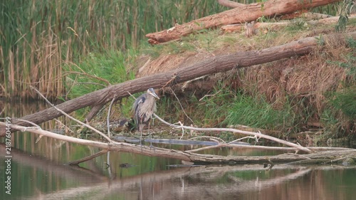 Great Blue Heron Shaking Wings in Slow Motion