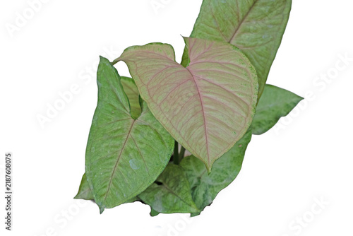 Foto Pink and green arrowhead plant Syngonium podophyllum leaves isolated on a white