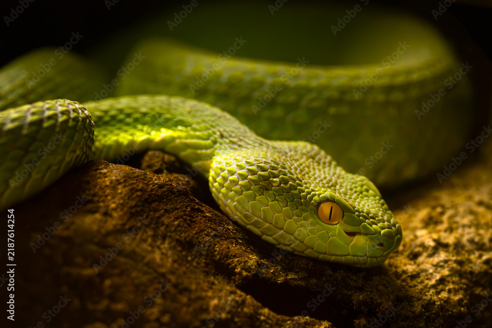 Fototapeta premium Trimeresurus macrops, a portrait of a venomous pit viper species endemic to Southeast Asia.