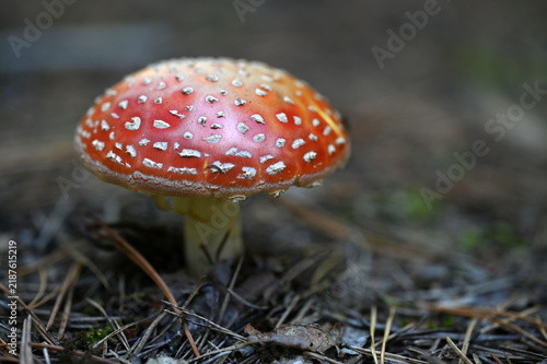 Bild auf Leinwand Amanita