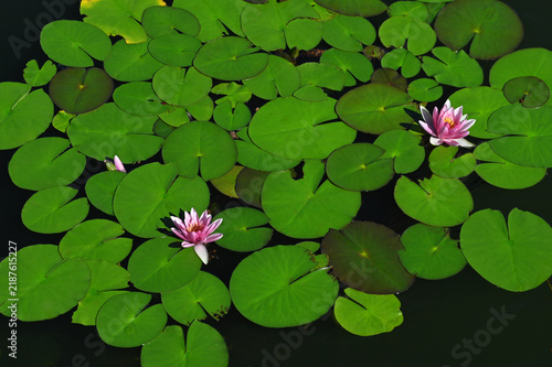 Water lilies