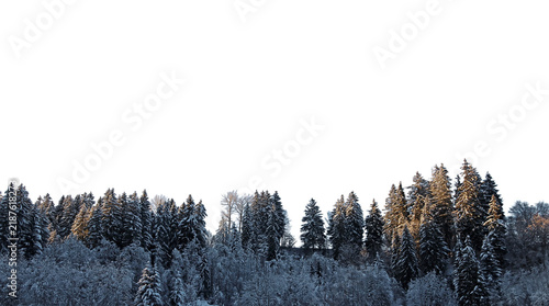 Ein winterlicher Wald mit Nadelbäumen, Laubbäumen und Schnee im Abendlicht, freigestellt in png