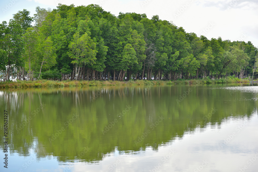 Fototapeta premium mangrove forest with reflection