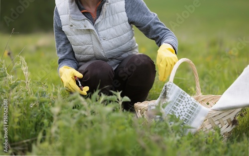 Bild auf Leinwand Person collects herbs in a lush green field, using gloves and a basket while kne