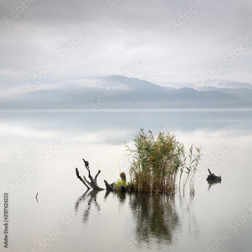 Bild auf Leinwand A pair of cormorants sitting on a trunk in the water of the lake Ioannina, on a