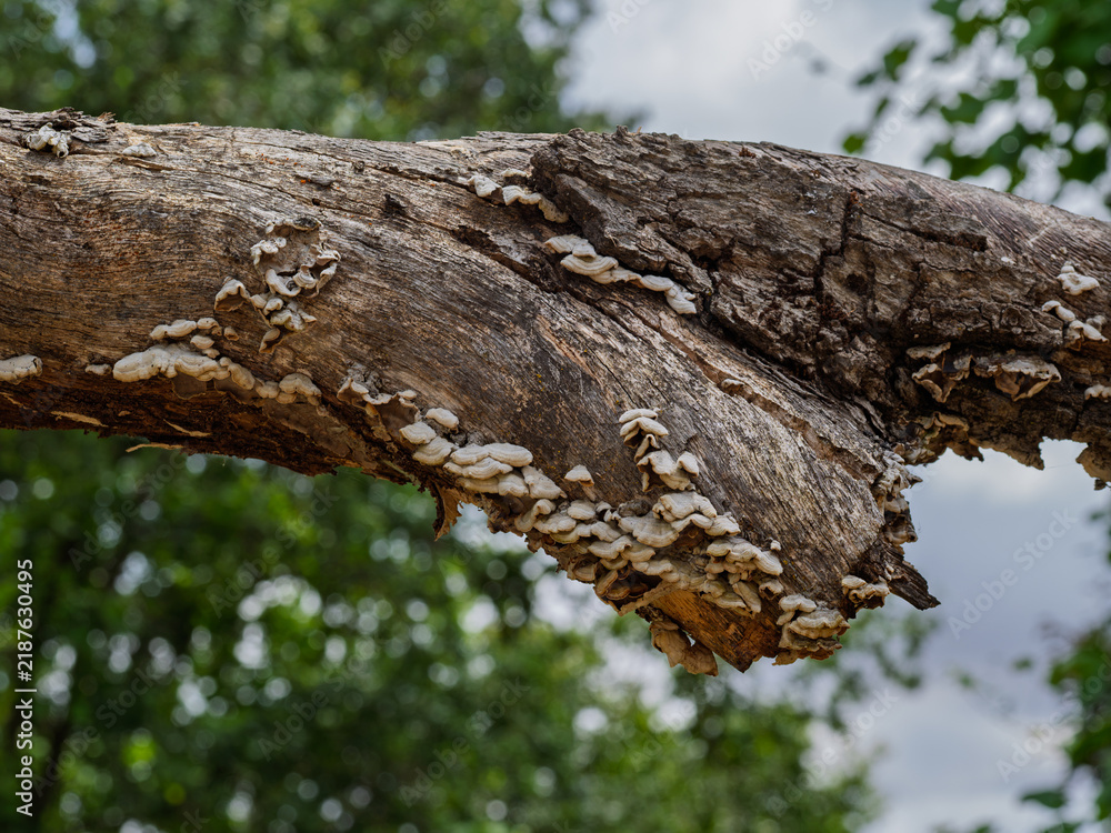 Fototapeta premium Wild fungi grow densely on a rotting tree branch
