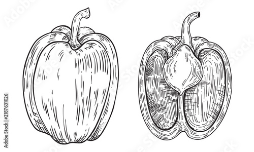 Hand-drawn vector graphics of a whole and sliced bell pepper. Isolated vector line art vegetables