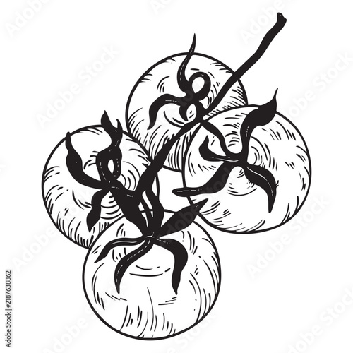 Vector graphics hand drawn cherry tomatoes on a branch with leaves. Vector line art summer tomatoes.