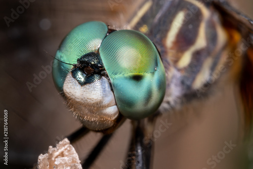 Blue Dasher Dragonfly Perched on Branch Macro Close-Up
