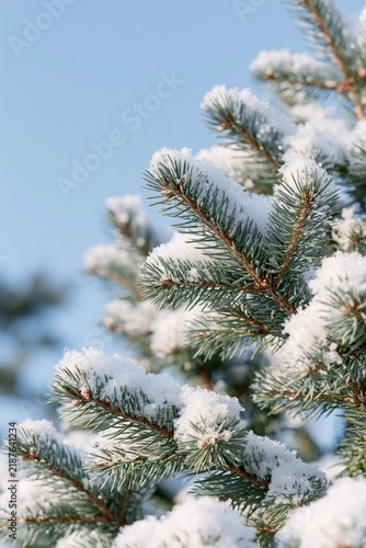 Snow-covered evergreen branches against a clear blue winter sky with generous copy space for seasonal designs