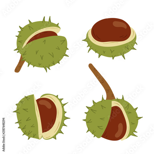 Obraz na płótnie Set of chestnuts in green spiky husks, including whole and opened fruits with brown nuts