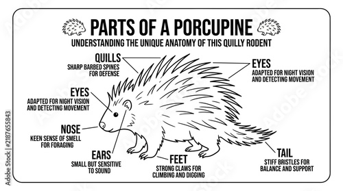 Understanding porcupine anatomy diagram with quill details