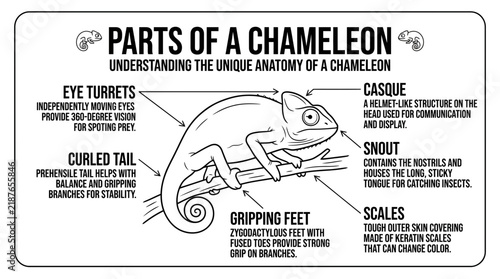 Unique anatomy of a chameleon with labeled adaptations.