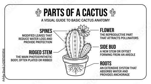 Visual guide to basic cactus anatomy parts.