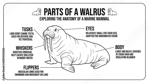 Walrus anatomy chart labeling tusks and flippers