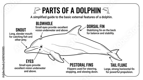 Simplified guide to basic external features of a dolphin