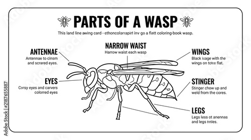 Wasp anatomy diagram with labeled body parts.