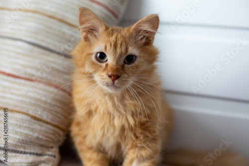 Fluffy ginger kitten sits on surface next to striped pillow