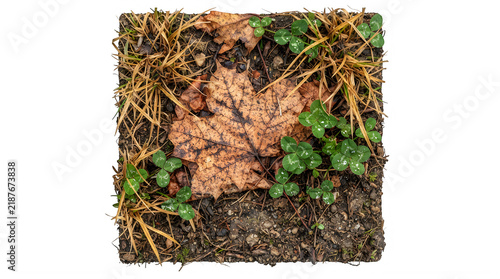 Dry brown fallen autumn leaves on dark soil with small green clover plants in a forest