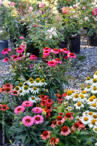 Cuadro en lienzo Potted Echinacea coneflowers with pink, white, and orange petals grow outdoors in a garden nursery setting during a bright summer day, vertical orientation