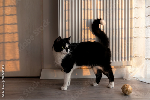 Black and White Cat Standing Near Radiator in Sunlit Room