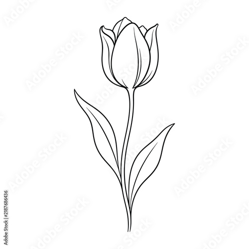 Minimalist Tulip Line Art