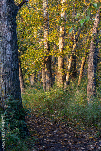 Obraz na płótnie Sunlight filters through autumn trees onto a leaf-strewn forest path, background