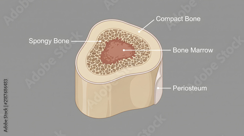 Cross section illustration of human bone anatomy showing layers and marrow