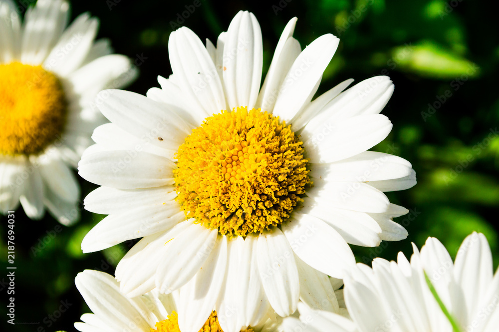 Fototapeta premium white daisy flower