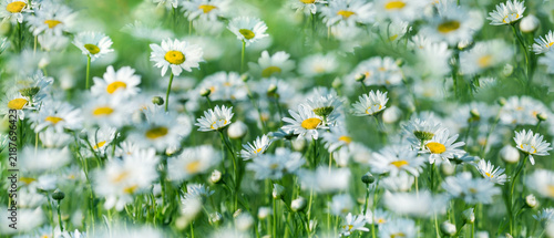 White daisies blooming in a green summer meadow, beautiful daisy meadow in soft summer light