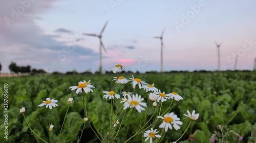wind turbine on the field