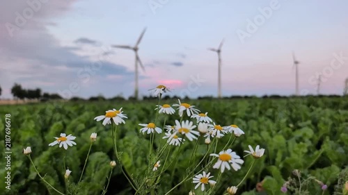 wind turbines in the field