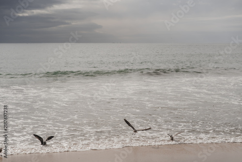 Gaviotas volando sobre la orilla del mar en un día nublado