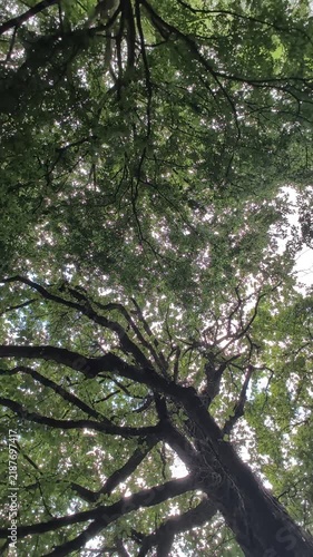 trees in the forest