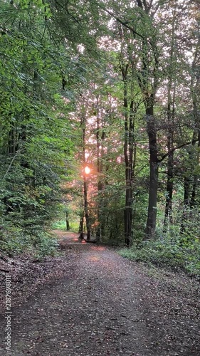 a vertical shot of the road with trees in the forest at sunset