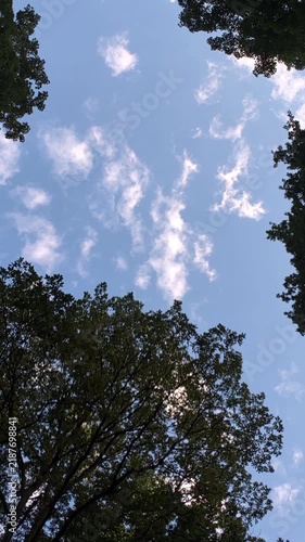 beautiful view of the forest