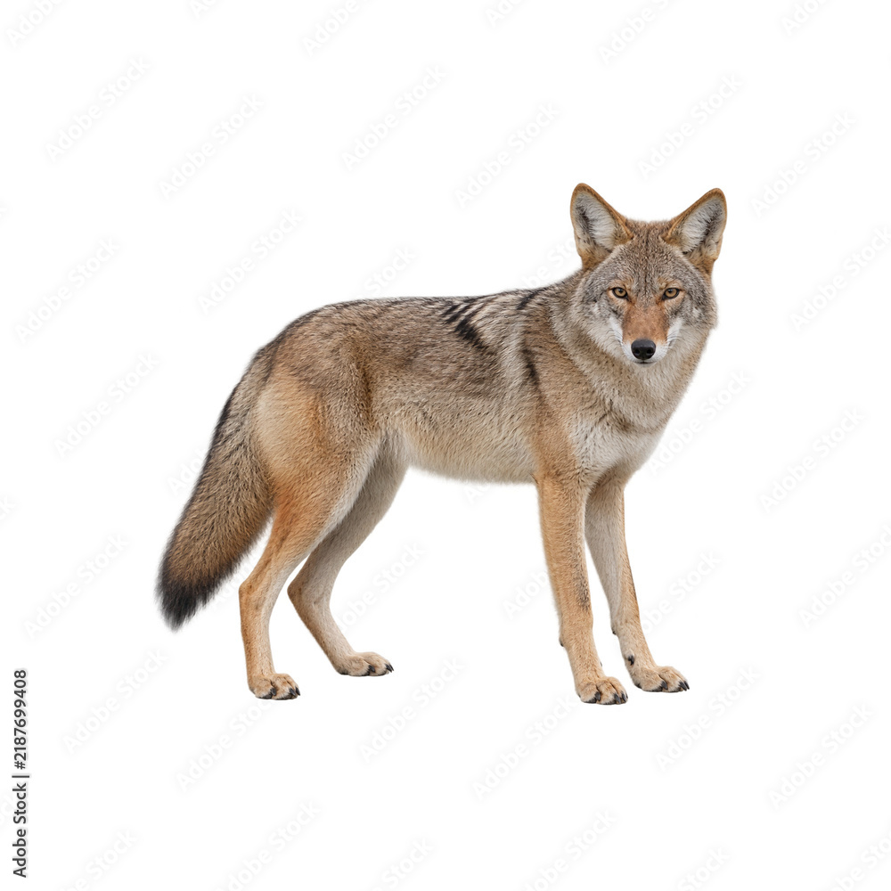 Fototapeta premium Coyote
