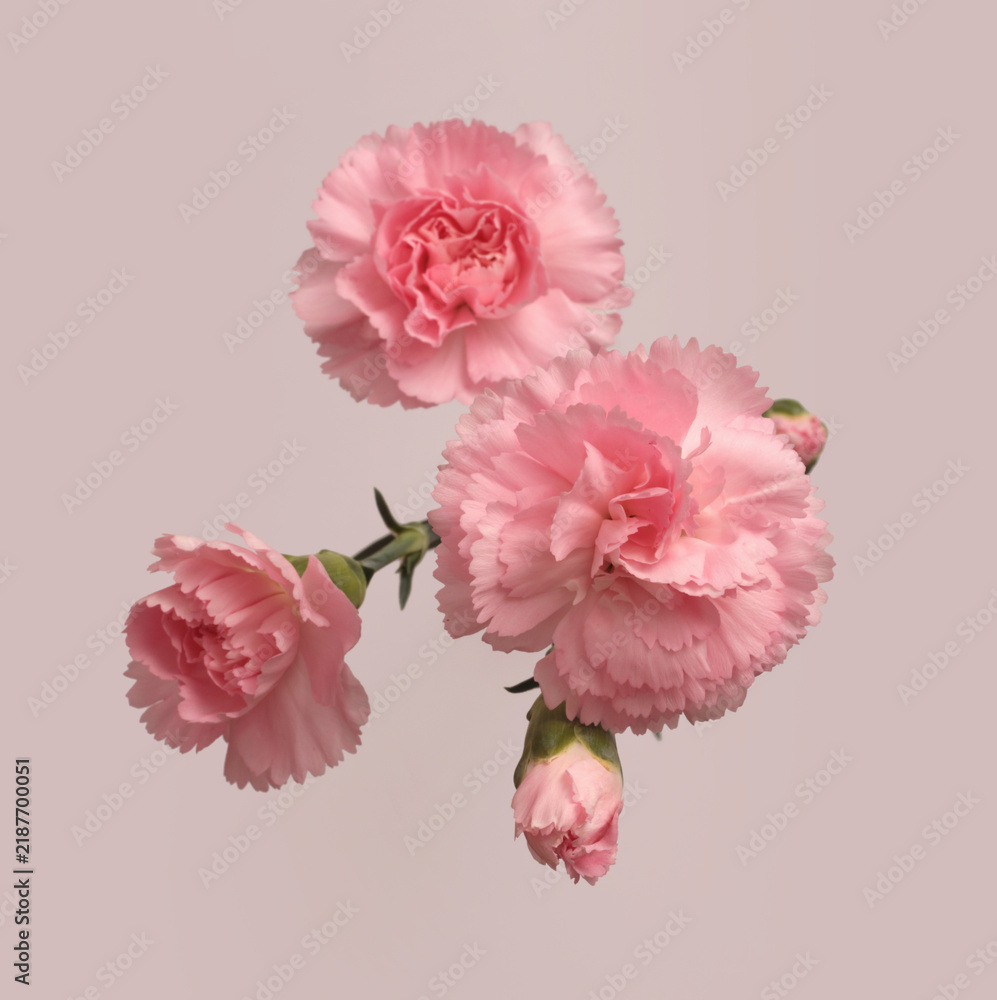 Obraz premium Cream beige pink carnation Flower bud bouquet. Natural art neutral gray background. Top view.