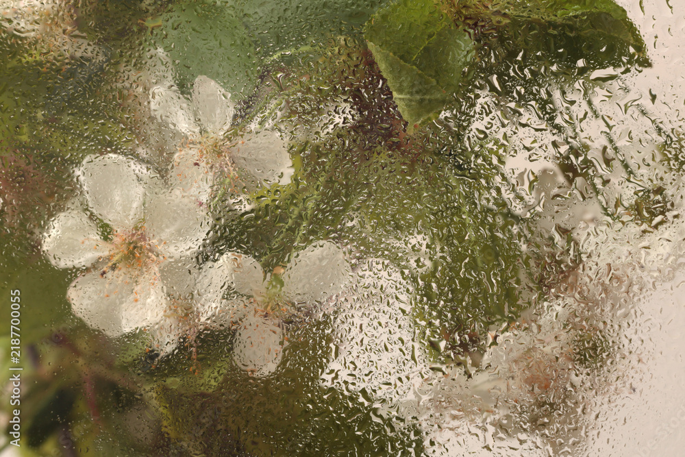 Obraz premium Soft focus green, beige white Leaf foliage and spring Flower bouquet through glass with wet water drops. Abstract natural blur background.