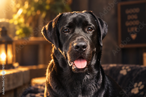 Obraz na płótnie labrador