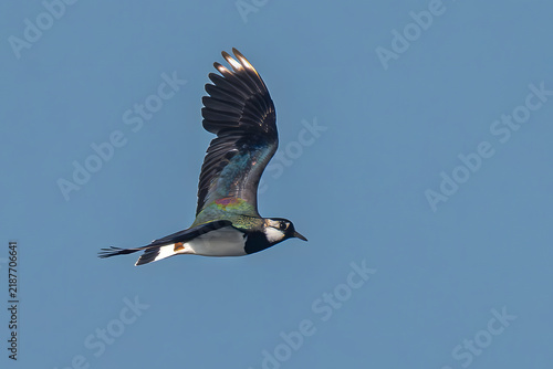 Obraz na płótnie Northern Lapwing (Vanellus vanellus) in Flight