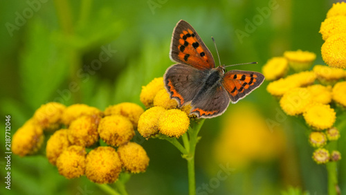 Foto small copper butterfly resting on yellow tansy flowers