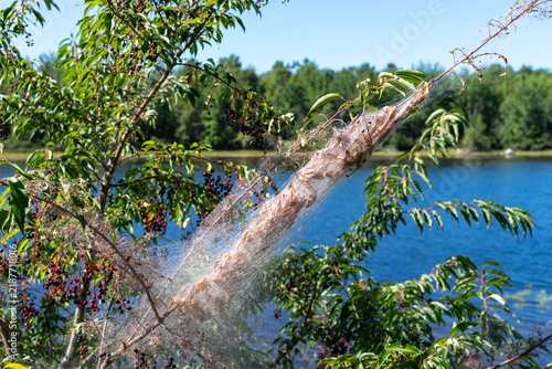 Tree limb covered with fall webworm caterpillar silken web with a lake in the background.