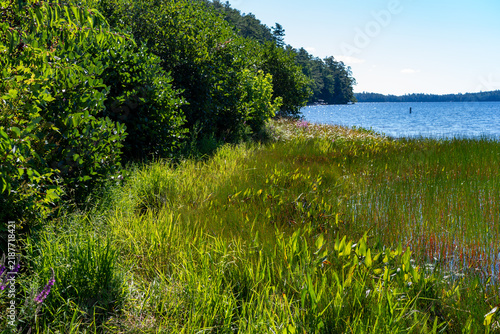 Overgrown shoreline at Toddy Pond in Orland Maine on a summer day.