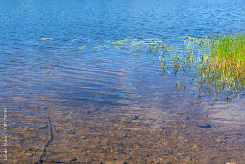 Shallow water with lily pads and grass growing in Maine.