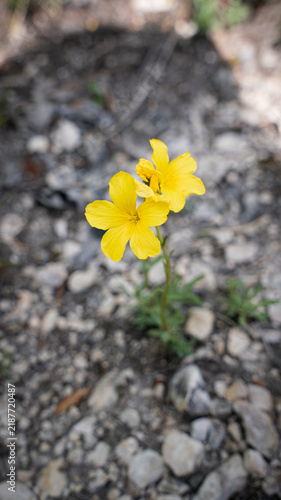 Linum dolomiticum (Pilisi len) on the dolomite hills of the Pilis mountains. 