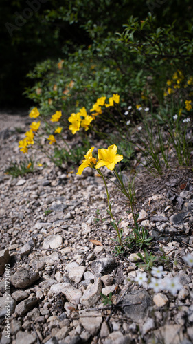 Linum dolomiticum (Pilisi len) on the dolomite hills of the Pilis mountains. 