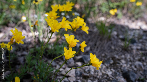 Linum dolomiticum (Pilisi len) on the dolomite hills of the Pilis mountains. 
